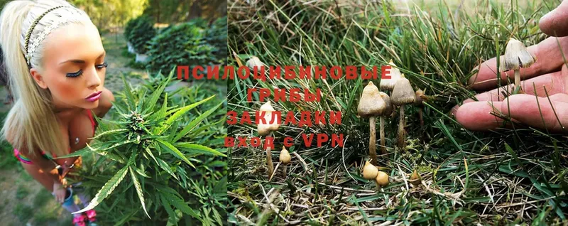 Галлюциногенные грибы Psilocybine cubensis  где купить наркоту  MEGA ссылка  Партизанск 